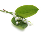 muguet
