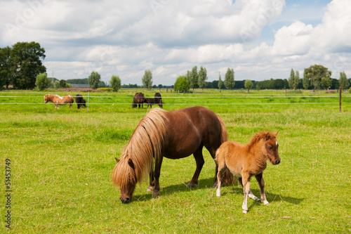 Photo: Pony in the meadows Pony in the meadows