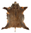 Wild boar (Sus scrofa) skin isolated on a white background.