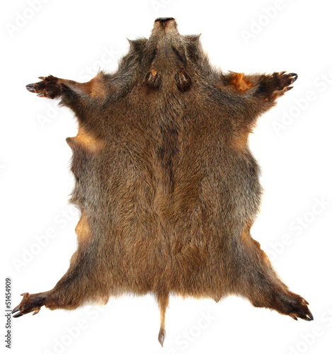 Photo: Wild boar (Sus scrofa) skin isolated on a white background. Wild boar (Sus scrofa) skin isolated on a white background.