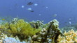 Coral and fish in the Red Sea, Egypt