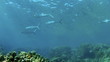Video: Coral and fish in the Red Sea, Egypt Coral and fish in the Red Sea, Egypt