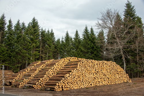 Photo: Stock de grumes Stock de grumes