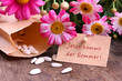 Sommerblumen selbst aussäen