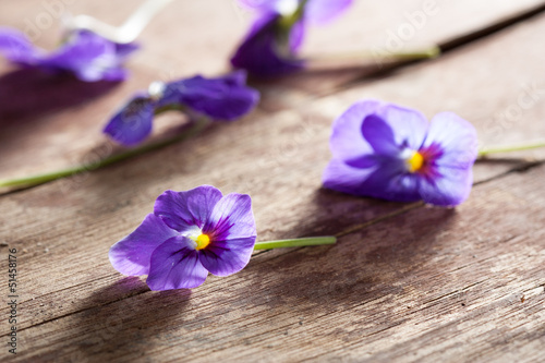 Photo: Couple of violet eatable flowers Couple of violet eatable flowers