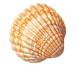 Beautiful sea conch texture. On a white background.
