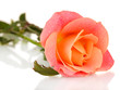 rose with drops isolated on white