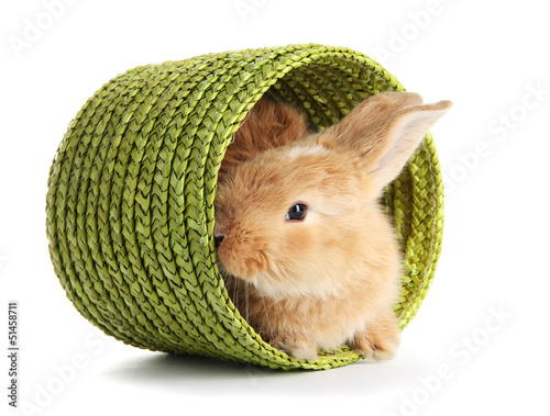 Photo: Fluffy foxy rabbit in wicker basket isolated on white Fluffy foxy rabbit in wicker basket isolated on white