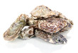Oysters isolated on white
