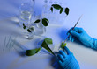 Test tubes with plant on light background