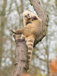 Coatimundi scratching himself