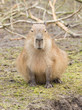 Capybara (Hydrochoerus hydrochaeris)