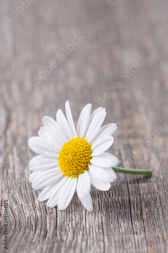 Photo: Chamomile flower Chamomile flower