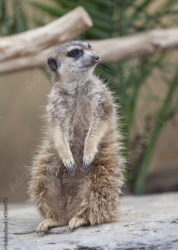 Photo: Meerkat Meerkat