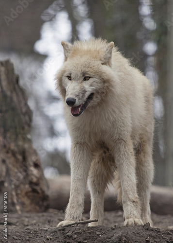 Photo: White arctic wolf White arctic wolf