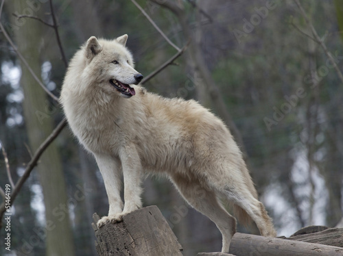 Photo: White arctic wolf White arctic wolf