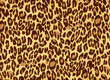 leopard fur as background