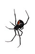 Spider, Red-back underside