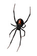 Photo: Spider, Red-back underside Spider, Red-back underside