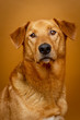 Mischling im Portrait