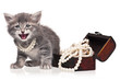 Cute kitten