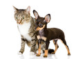 dog and cat. Isolated on white