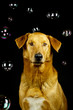 Mischlingshund im Studio