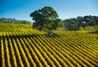 Vine Rows