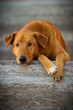 Mischlingshund gelangweilt