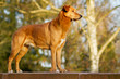 Mischlingshund stehend