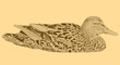 Duck in handwriting style