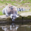 Foto: ring-tailed lemur ring-tailed lemur