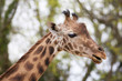 Foto: giraffe giraffe
