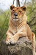 Lioness
