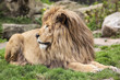 lion