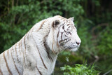 white tiger