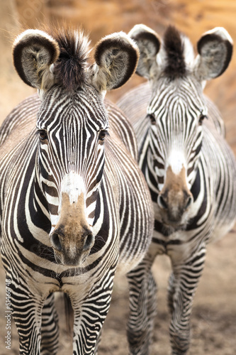 Photo: Wild Zebra Wild Zebra