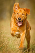 Mischlingshund Aiko in Action