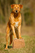 Mischlingshund Aiko