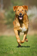 Mischlingshund in Action
