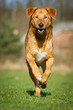 Mischlingshund in Action