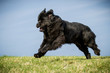 Neufundländer in Action!