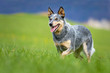 Australian Cattle Dog Hündin