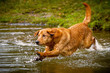 Mischlingshund im Wasser