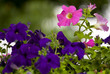 Foto: Summer flowers Summer flowers
