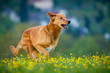 Mischlingshund in Action