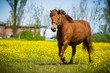 Pony in Bewegung