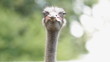 Portrait of Ostrich