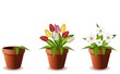 Vektor: Plants in flowers pot.Vector illustration. Plants in flowers pot.Vector illustration.