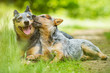 Australian Cattle Dogs